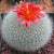 Brasilicactus Haselbergii - "Crested Scarlet Ball" Cactus