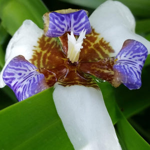 Iris Neomarica gracilis