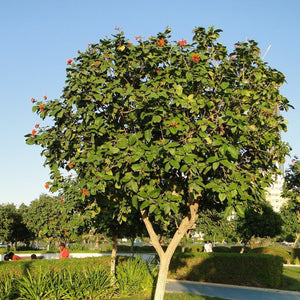 Cordia Sebestena - Geiger Tree