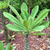 Euphorbia Nirifolia - Oleander Spurge