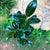 Ficus Elastica 'Robusta'