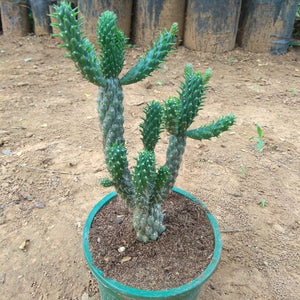 Austrocylindropuntia cylindrica-Cane Cactus
