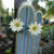 Pilosocereus Pachycladus - Blue Columner Cactus