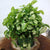Syngonium 'Mini Pixie' Plants myBageecha - myBageecha