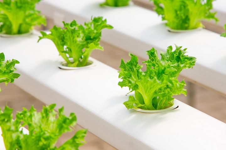 WHAT IS HYDROPONICS?