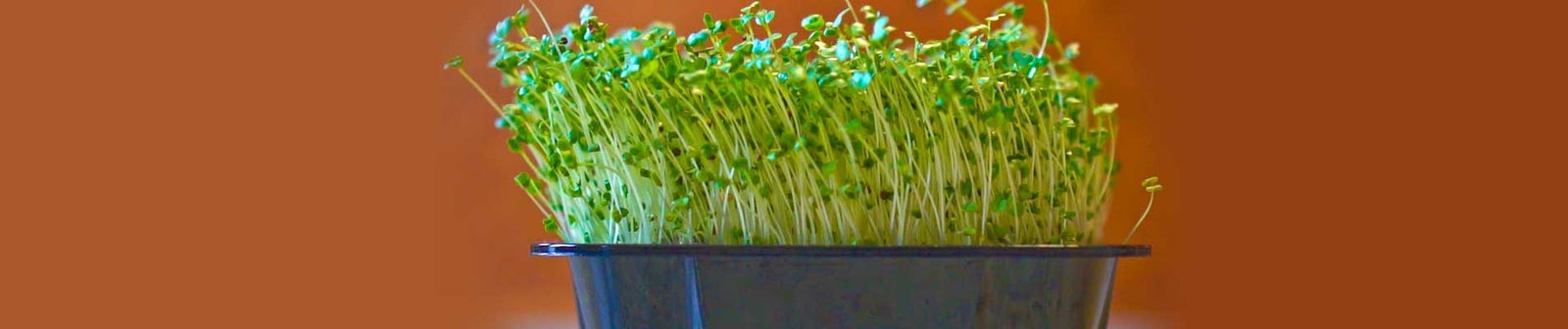 Microgreens