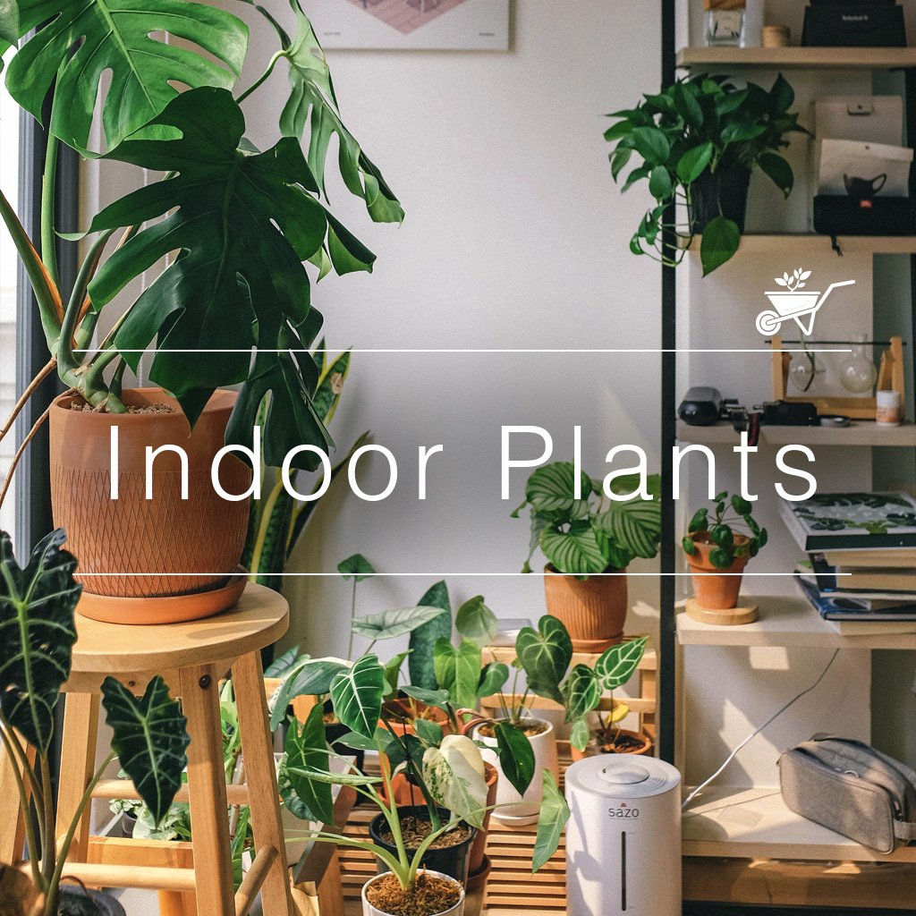 Indoor Plants