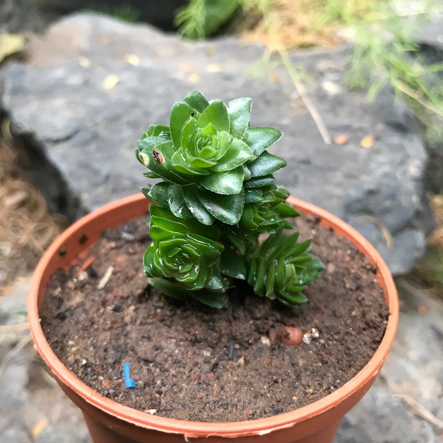 Crassula Estagnol Spiralis