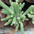 Echinopsis Chamaecereus - Peanut Cactus