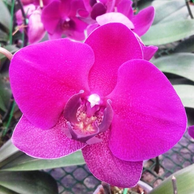 Phalaenopsis-1670