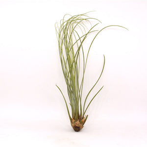 Tillandsia Juncifolia Air Plant