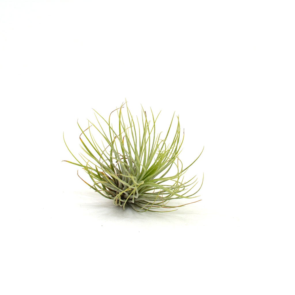 Tillandsia Andreana - Air Plant