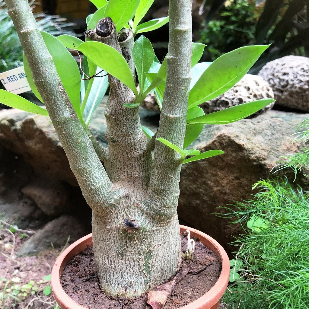 Adenium Arabicum-Godji (F1)+FB