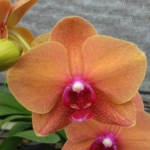 Phalaenopsis-514