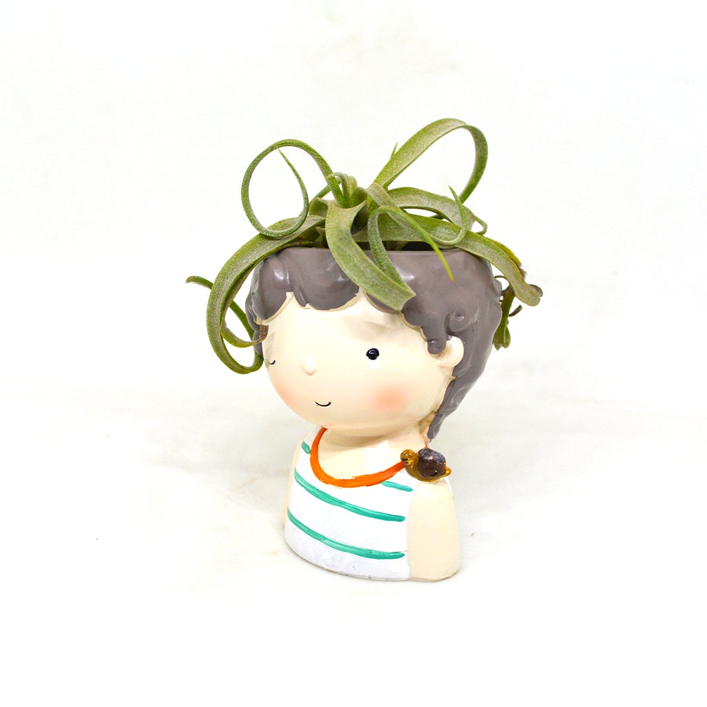 Tillandsia Xerographica - Air Plant