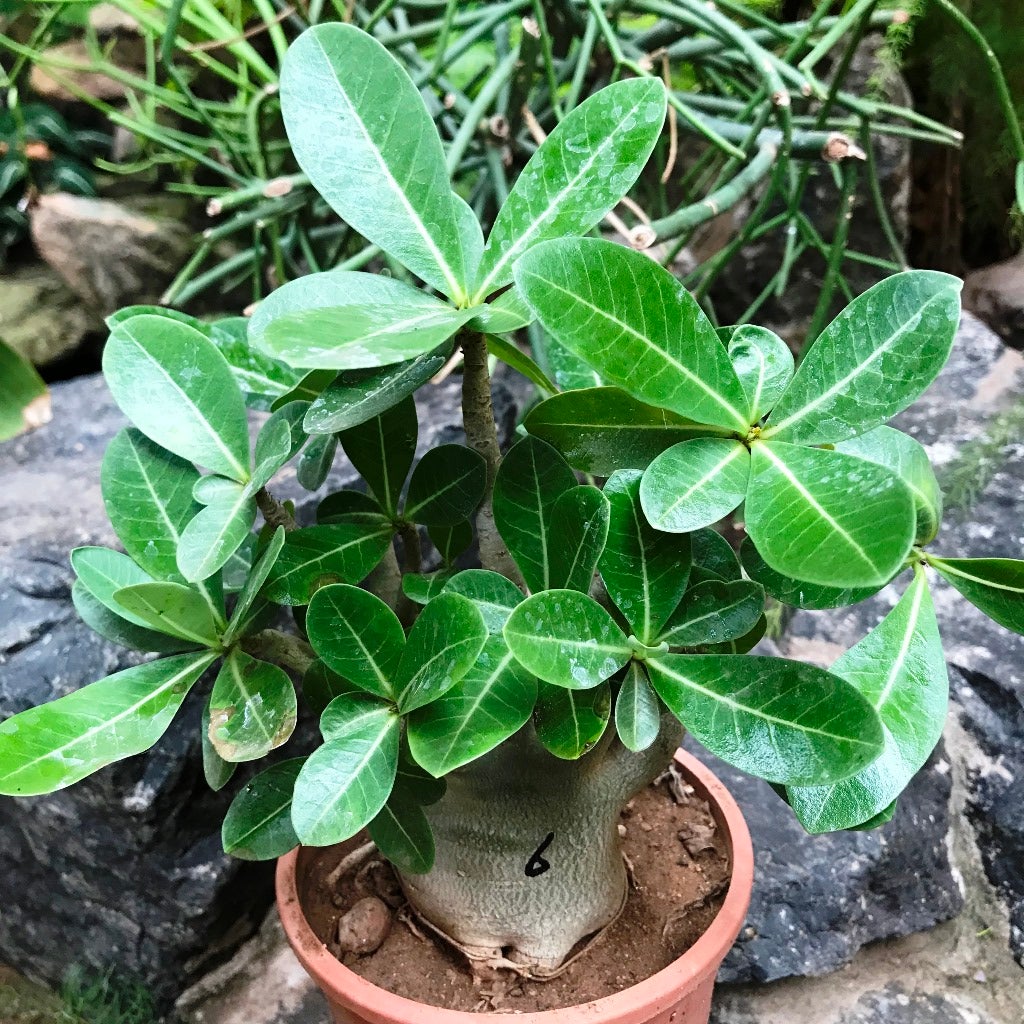 Adenium Arabicum-MBH+MKMK