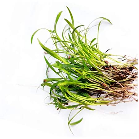 Carrot Microgreens