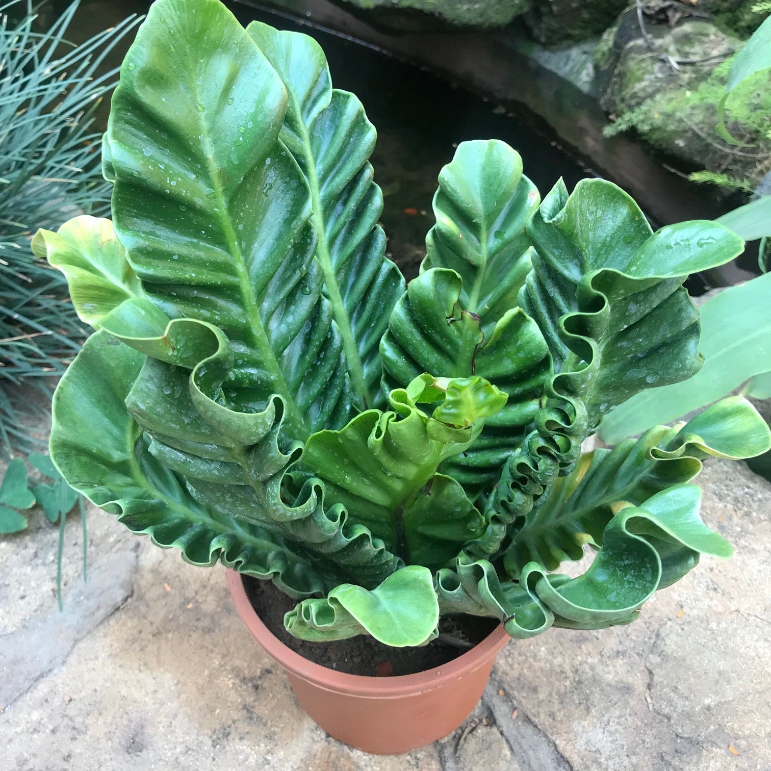 Asplenium Nidus Cobra