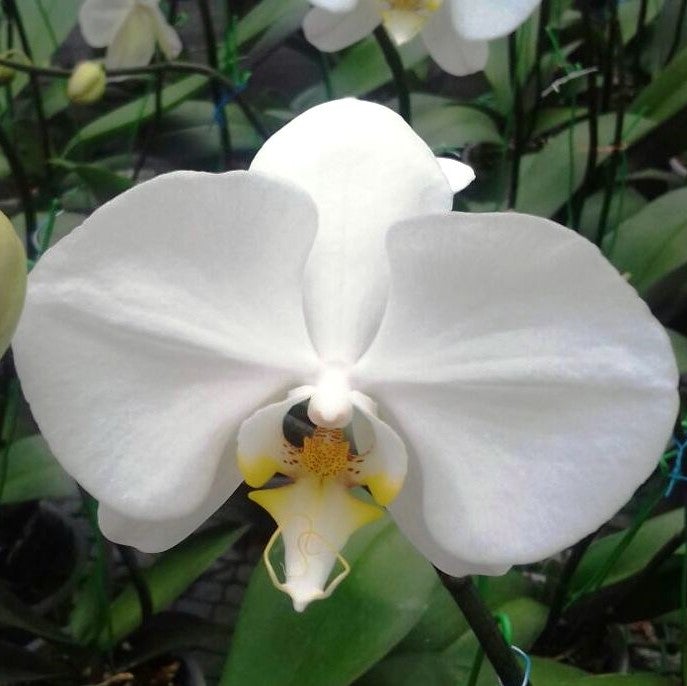 Phalaenopsis-999