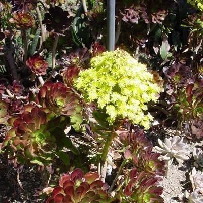 Aeonium 'Cyclops'
