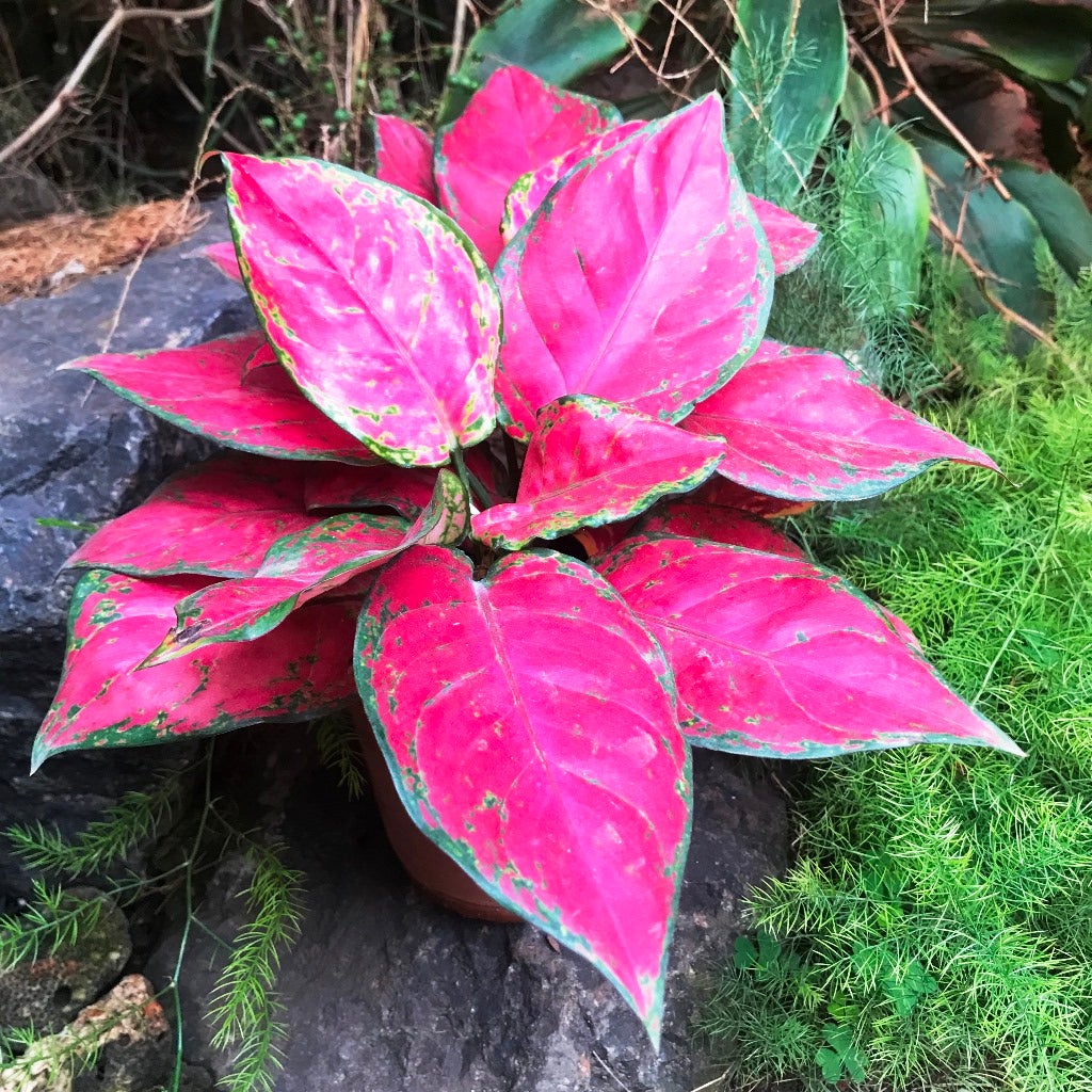 Aglaonema Red Elephant