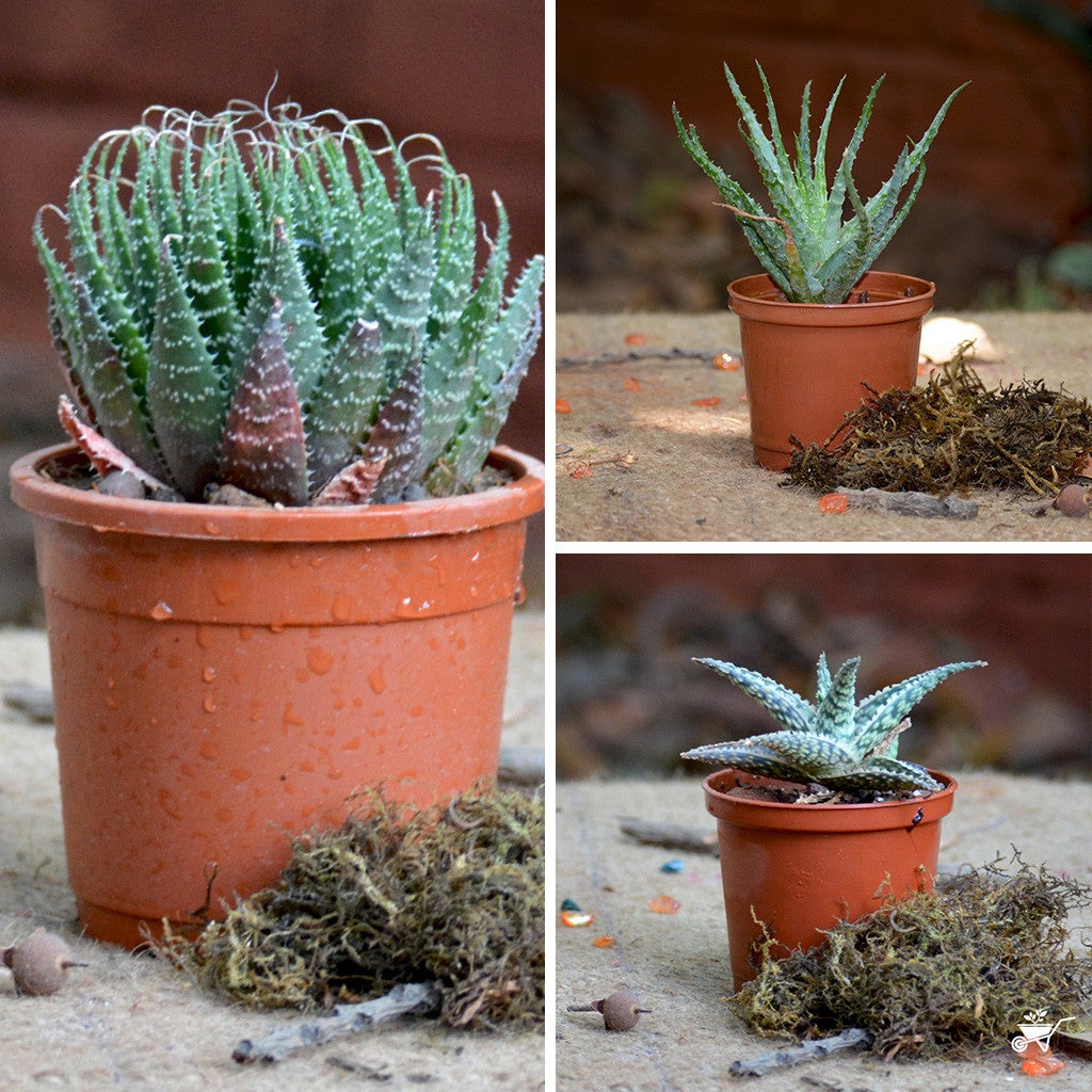 Assorted Aloe Plants