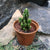 Acanthocereus tetragonus - Fairy Castle Cactus