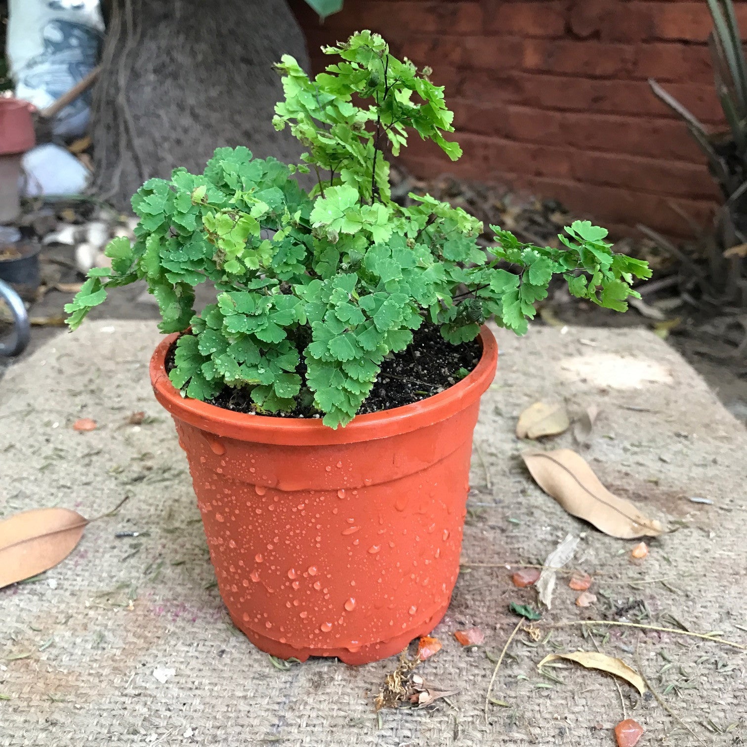 Adiantum Raddianum Plants myBageecha - myBageecha