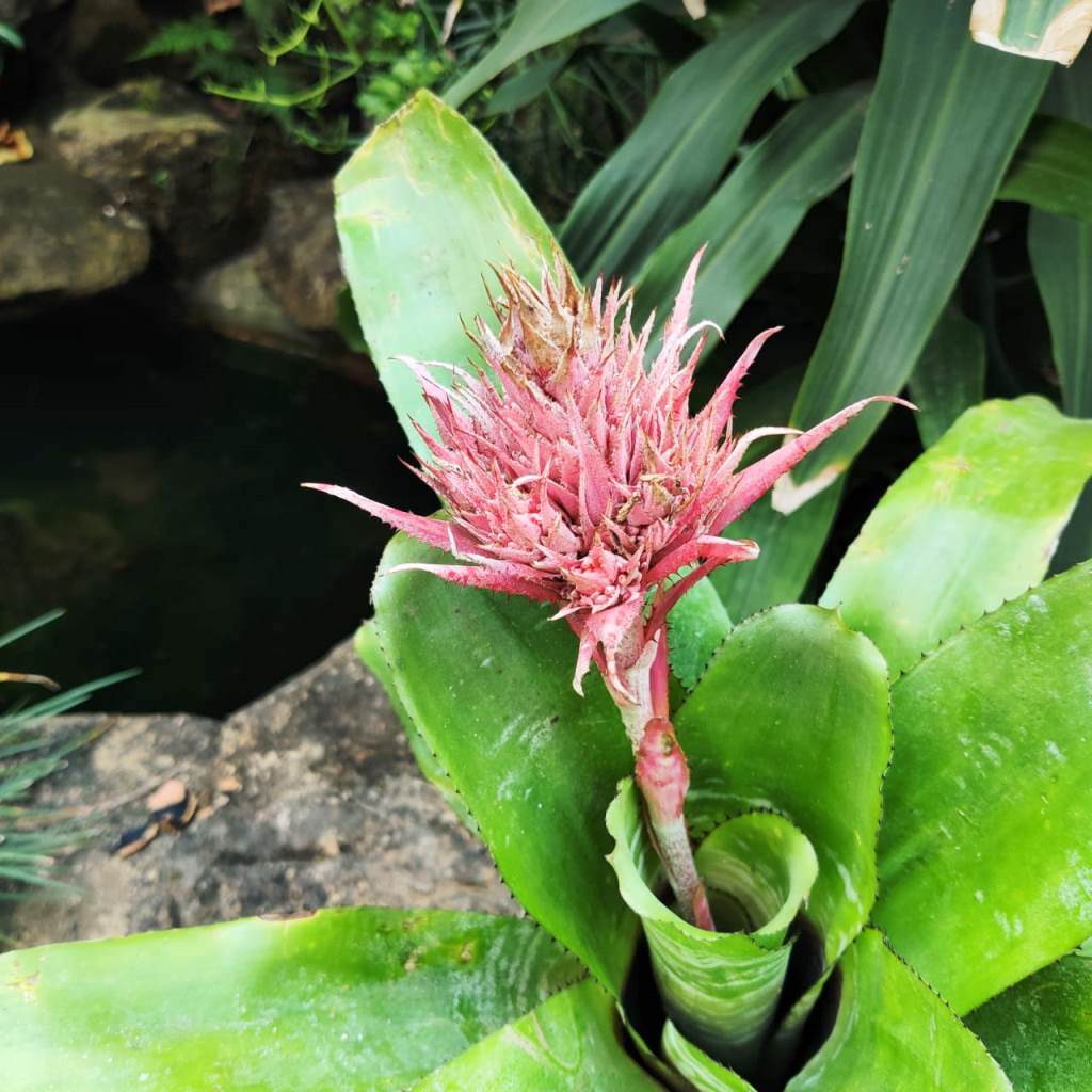 Aechmea Fasciata