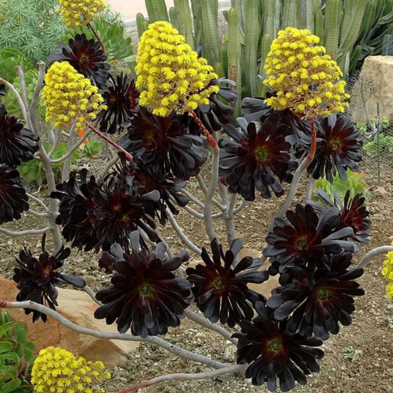 Aeonium Arboreum 'Zwartkop'