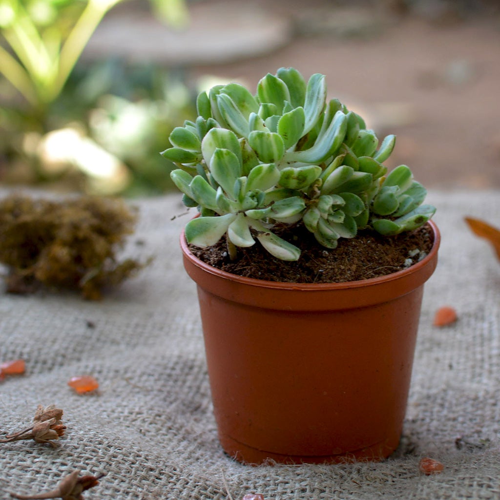 Aeonium Castello Paivae Variegata