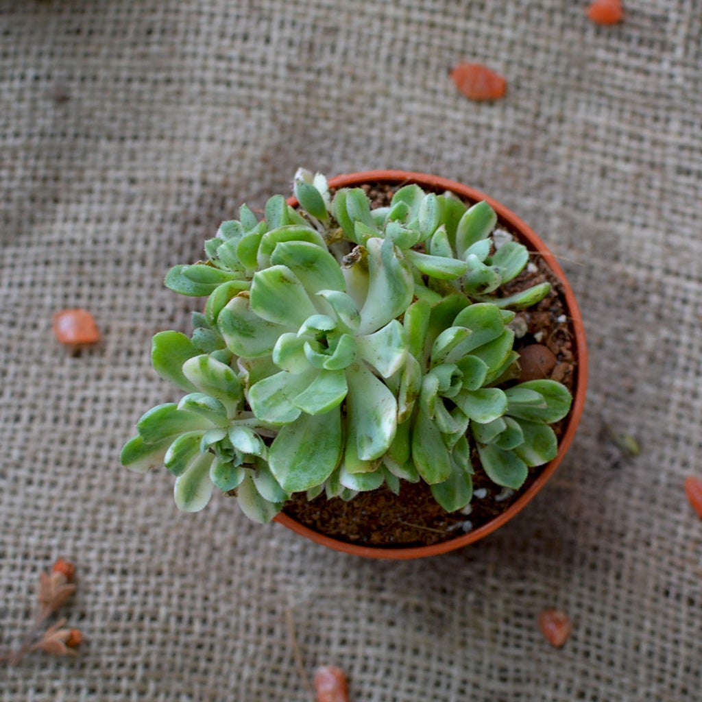 Aeonium Castello Paivae Variegata