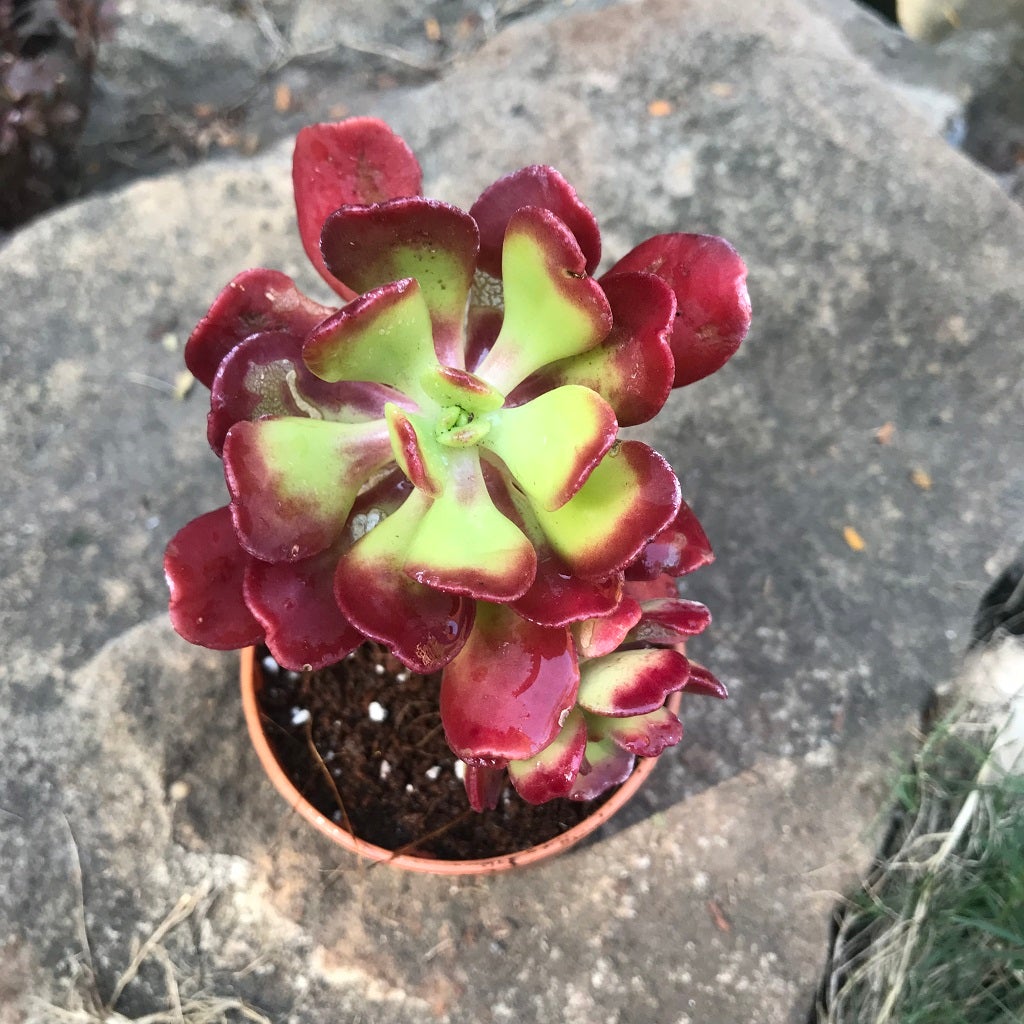 Aeonium 'Garnet' Fire Rose