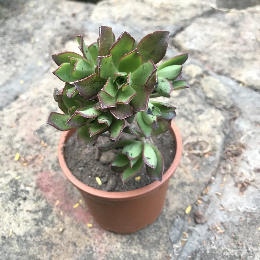 Aeonium decorum f. variegata