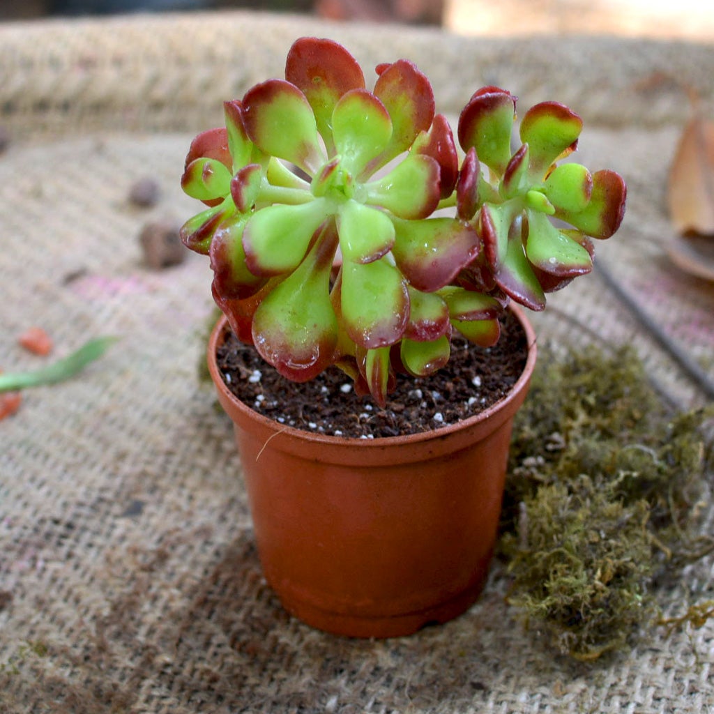 Aeonium 'Garnet' Fire Rose