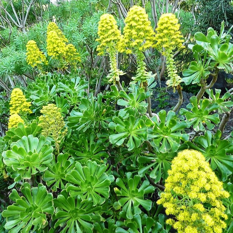 Aeonium Arboreum-Tree Aeonium