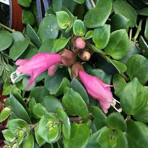 Aeschynanthus “Thai Pink’