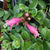 Aeschynanthus “Thai Pink’