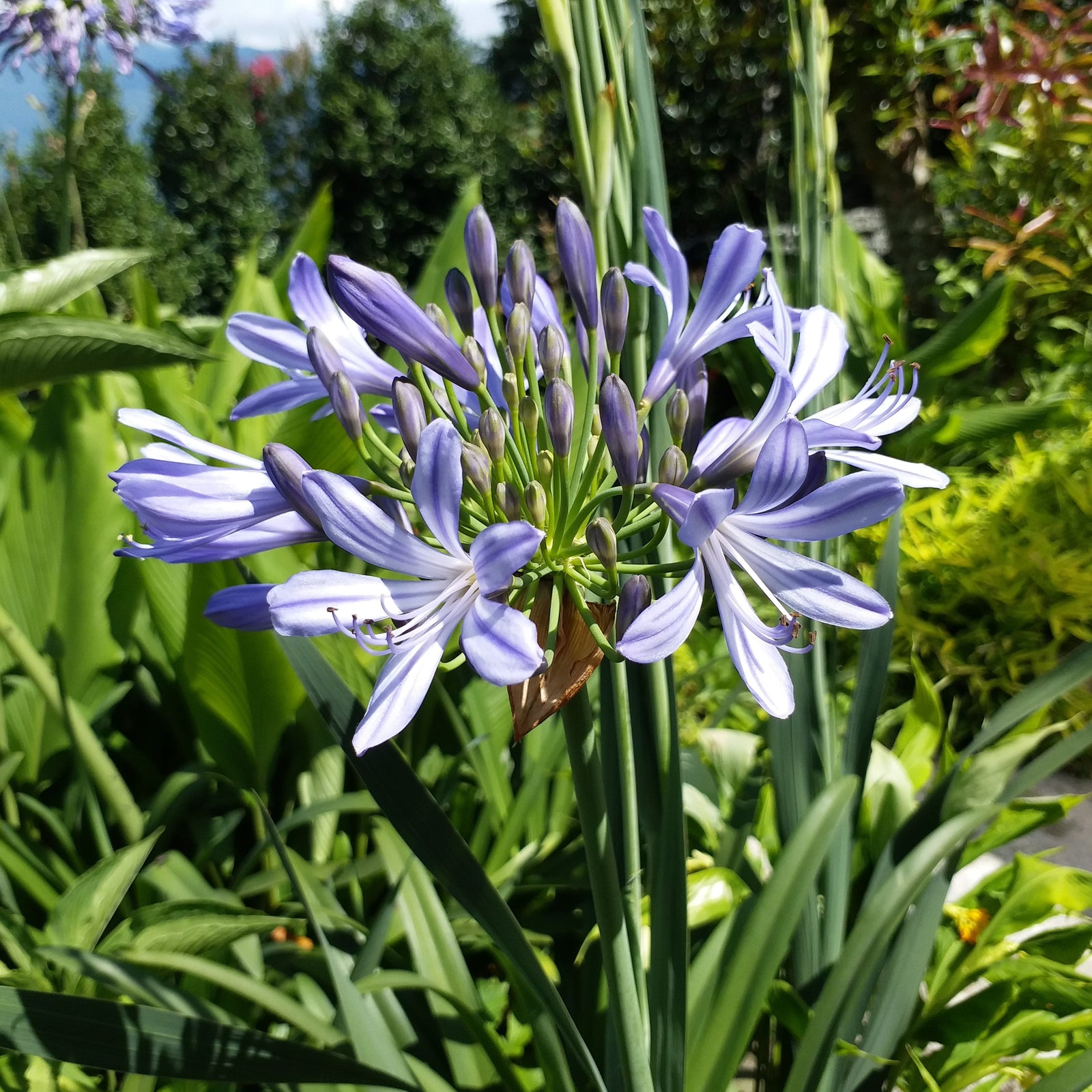 Agapanthus 'Praecox' (Bulbs)