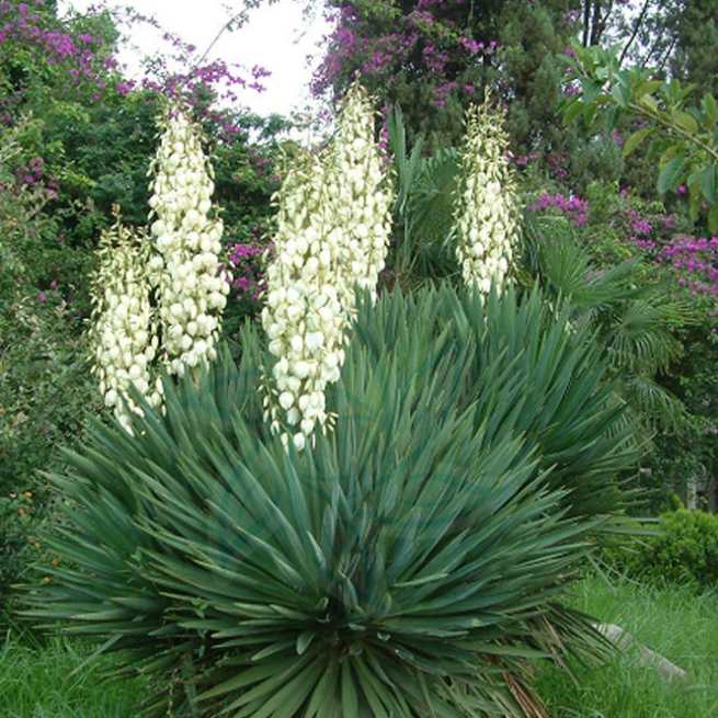 Agave Sisalana