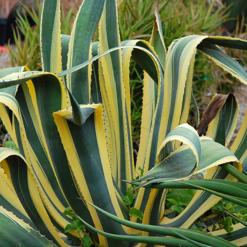 Agave Americana 'Marginata'