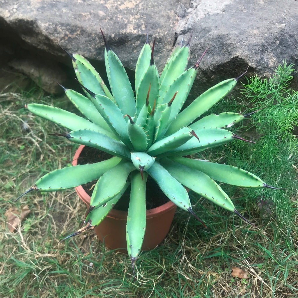 Agave Royal Spine