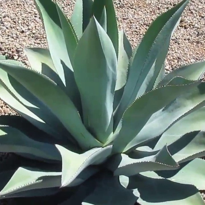 Agave 'Celsii'