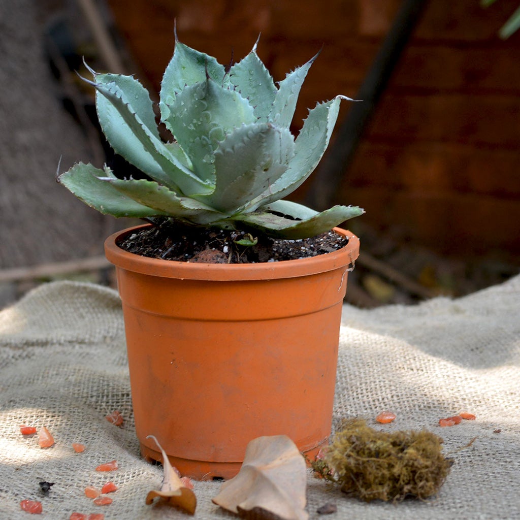 Agave Potatorum Cameron Blue