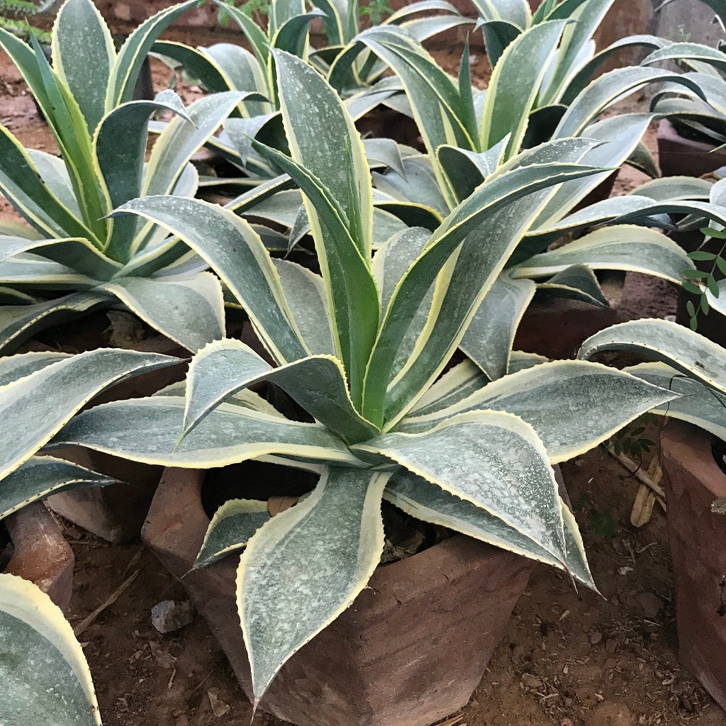 Agave Celsii 'Multicolour'