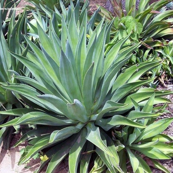 Agave desmettiana 'Jacobi'