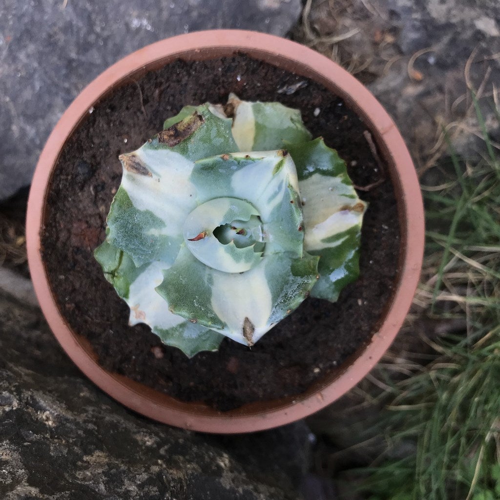 Agave isthmensis Ohi Raijin Shiro Nakafu