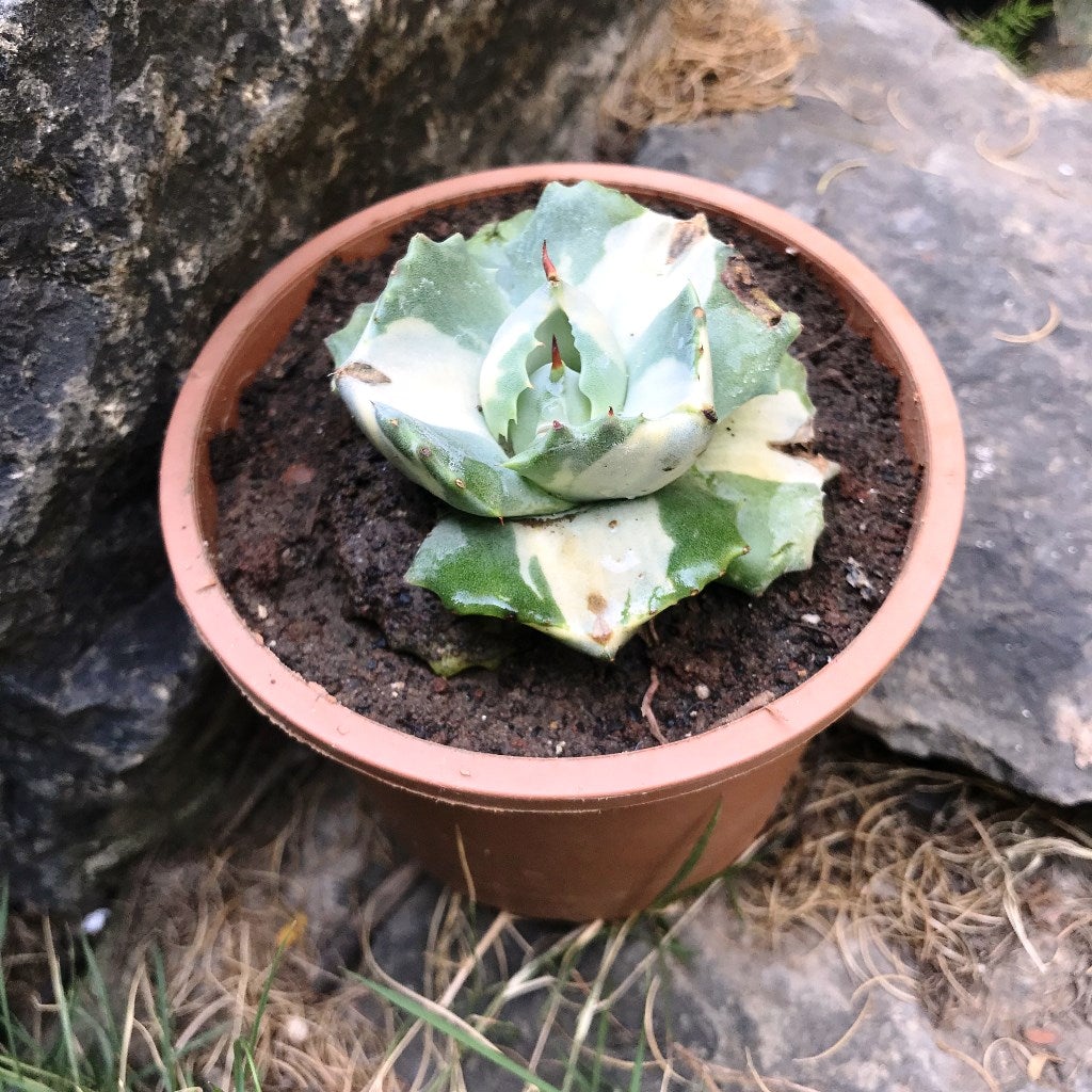 Agave isthmensis Ohi Raijin Shiro Nakafu