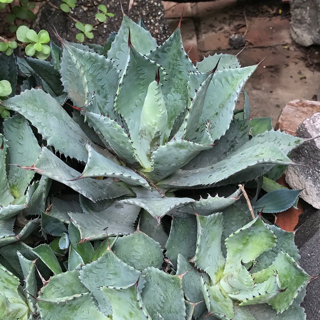 Agave Potatorum Cameron Blue