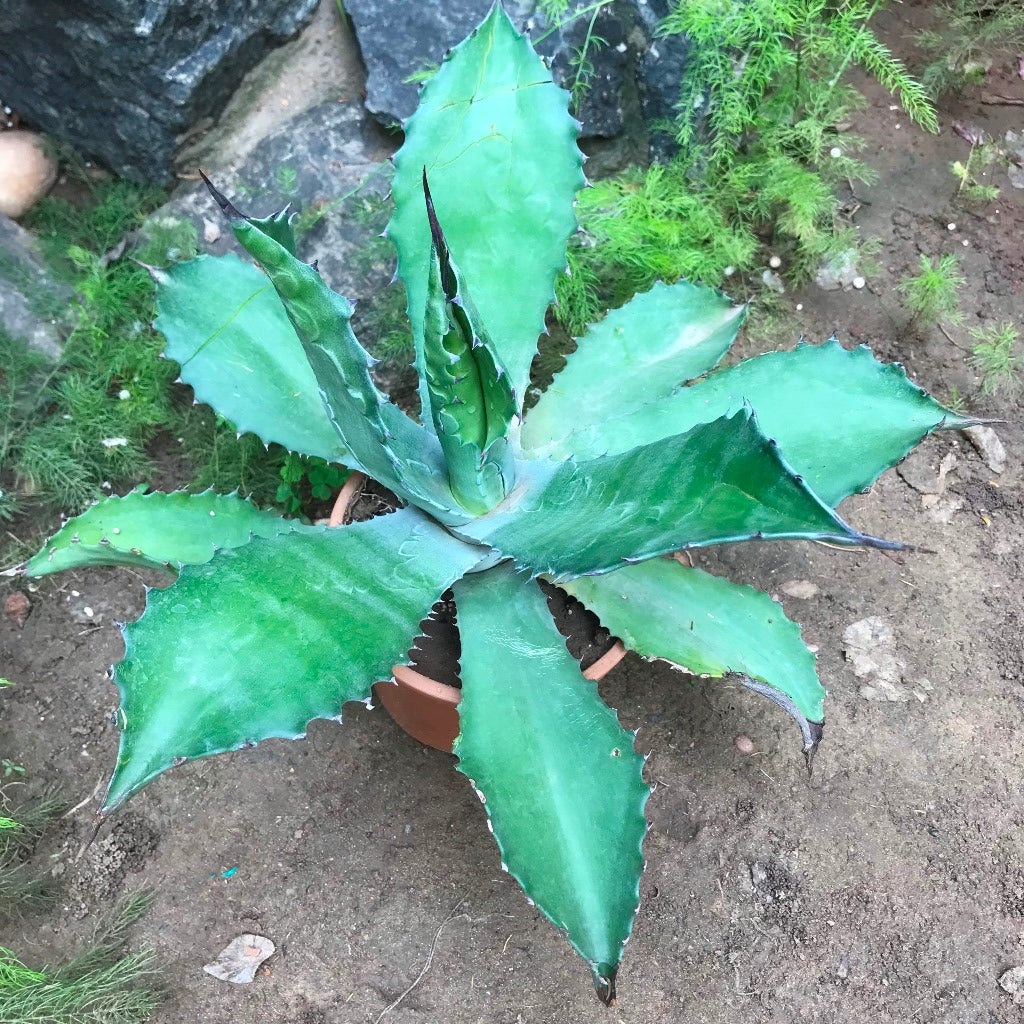 Agave colorata